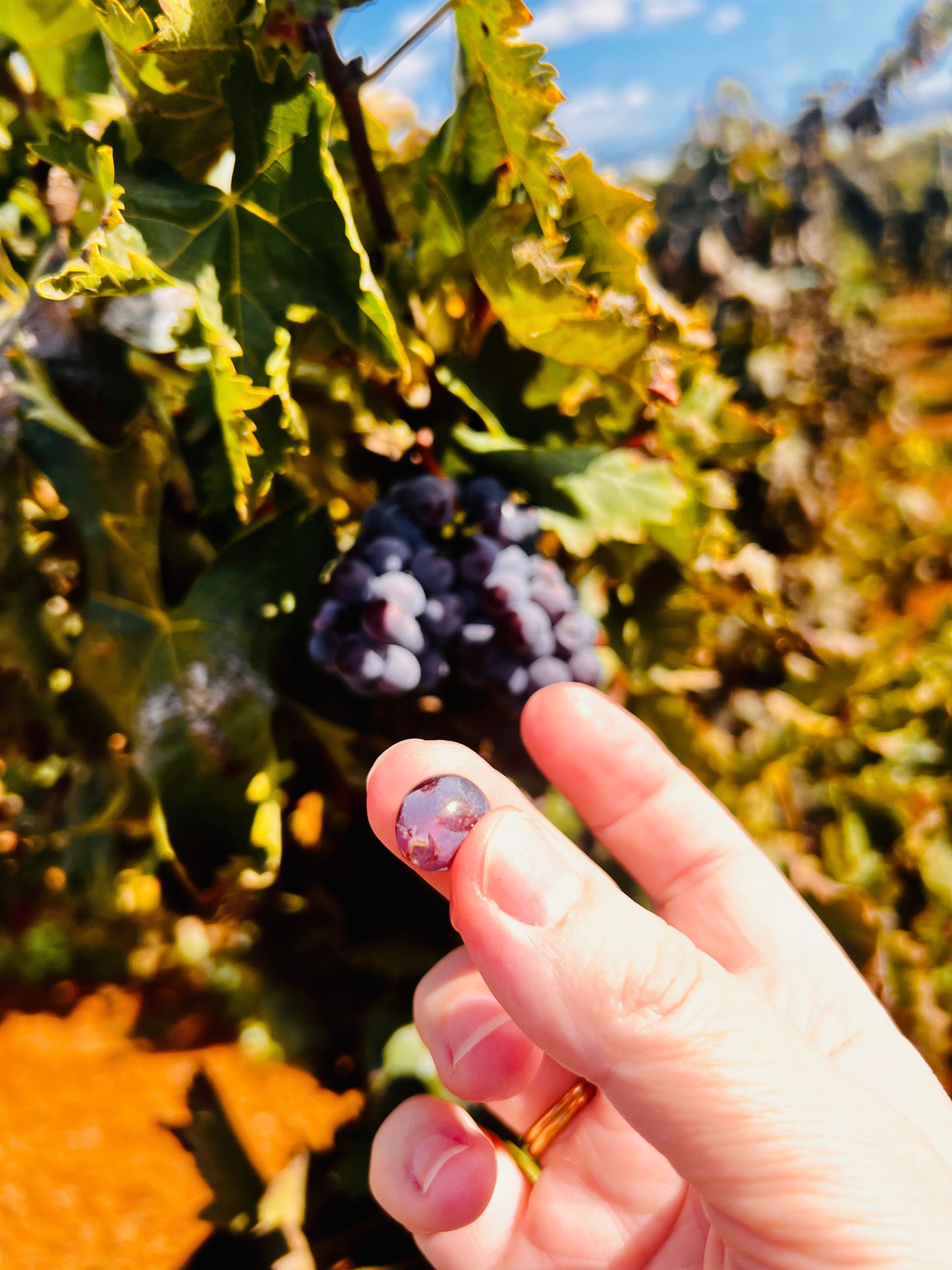 SICILY FOODIE FEAST JUNE 10-16 2025