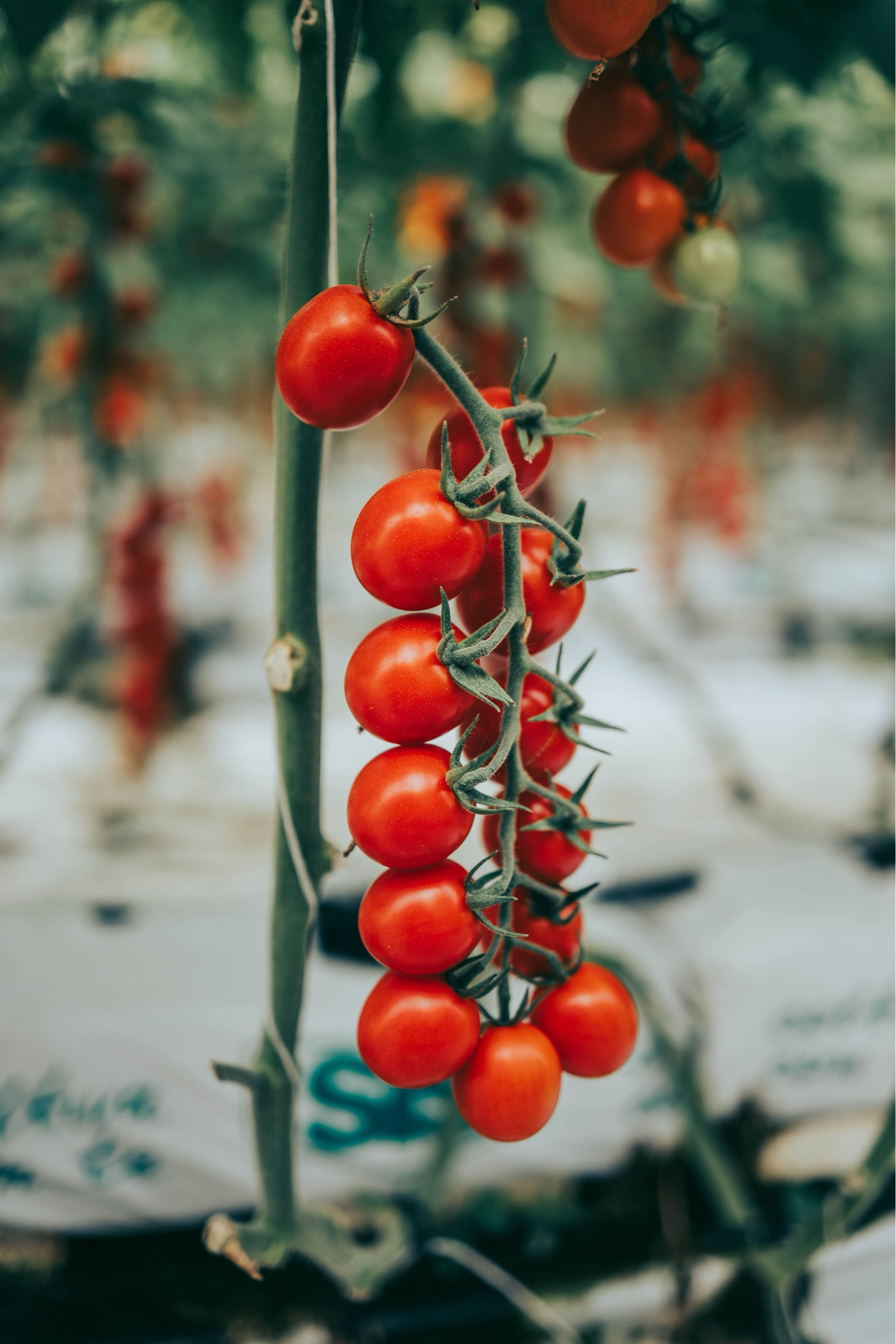 SICILY FOODIE FEAST JUNE 10-16 2025