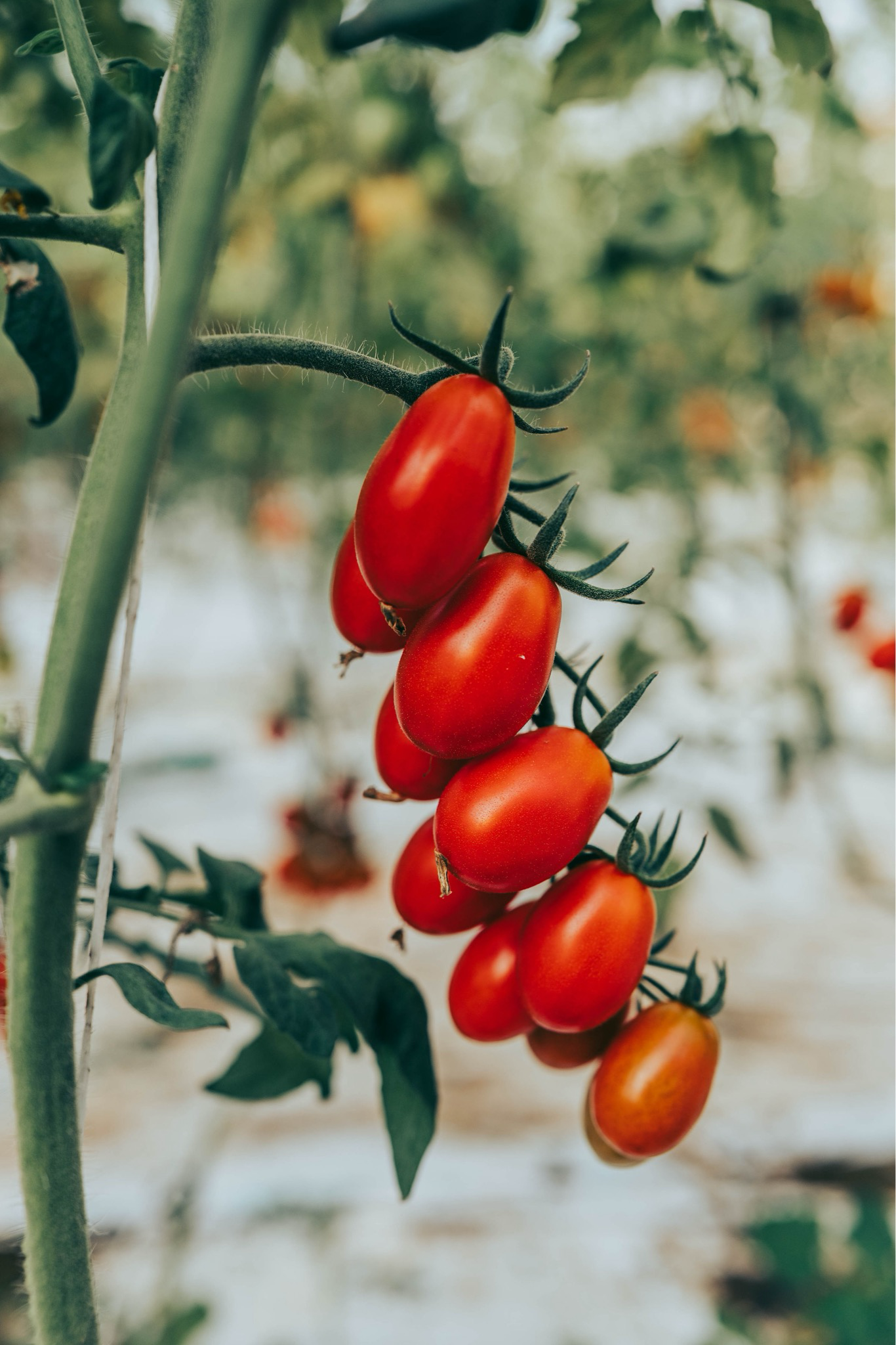 SICILY FOODIE FEAST JUNE 10-16 2025